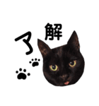 いぬたちねこたち（個別スタンプ：9）