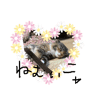猫の日常☆（個別スタンプ：1）