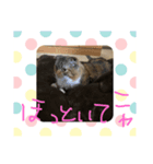 猫の日常☆（個別スタンプ：3）