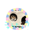 猫の日常☆（個別スタンプ：4）