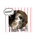 猫の日常☆（個別スタンプ：5）