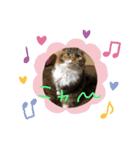 猫の日常☆（個別スタンプ：6）