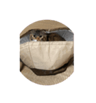 猫の日常☆（個別スタンプ：7）
