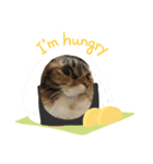 猫の日常☆（個別スタンプ：8）