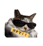 おっさん猫の言葉（個別スタンプ：1）