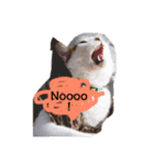 おっさん猫の言葉（個別スタンプ：2）
