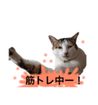 おっさん猫の言葉（個別スタンプ：3）