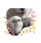 おっさん猫の言葉（個別スタンプ：5）