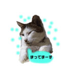 おっさん猫の言葉（個別スタンプ：6）