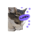 おっさん猫の言葉（個別スタンプ：7）