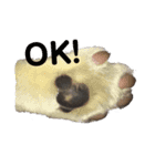 おっさん猫の言葉（個別スタンプ：8）