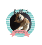 柴犬★あんず（個別スタンプ：1）