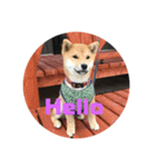 柴犬★あんず（個別スタンプ：2）