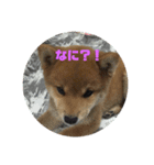 柴犬★あんず（個別スタンプ：3）