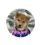 柴犬★あんず（個別スタンプ：4）