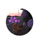 柴犬★あんず（個別スタンプ：5）