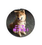 柴犬★あんず（個別スタンプ：6）