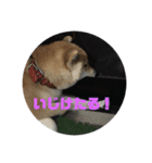 柴犬★あんず（個別スタンプ：7）