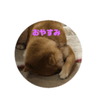 柴犬★あんず（個別スタンプ：8）