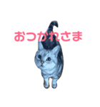 ディオちゃんといっしょ（個別スタンプ：7）