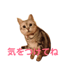 ディオちゃんといっしょ（個別スタンプ：8）