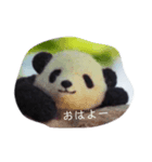 ふわふわパンダのつぶやき（個別スタンプ：8）