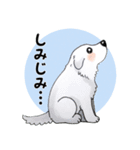 大きな白い犬 ピレネー犬（個別スタンプ：24）