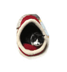 うちのワンニャンズ（個別スタンプ：3）
