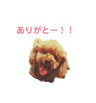 大量トイのぷードルさんスタンプ（個別スタンプ：21）