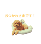 大量トイのぷードルさんスタンプ（個別スタンプ：23）
