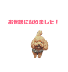 大量トイのぷードルさんスタンプ（個別スタンプ：27）