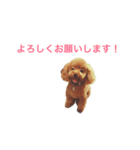 大量トイのぷードルさんスタンプ（個別スタンプ：40）