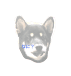 超絶らんまスタンプ（個別スタンプ：1）