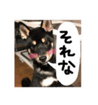 超絶らんまスタンプ（個別スタンプ：7）