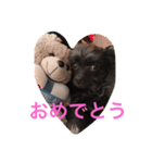 ミルトさんの気持ち(チワプー)（個別スタンプ：4）