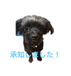 ミルトさんの気持ち(チワプー)（個別スタンプ：6）