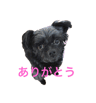 ミルトさんの気持ち(チワプー)（個別スタンプ：7）