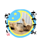 ごまま！（個別スタンプ：2）