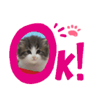 ごまま！（個別スタンプ：3）