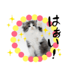 ごまま！（個別スタンプ：5）