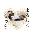 ごまま！（個別スタンプ：9）