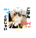 ごまま！（個別スタンプ：30）