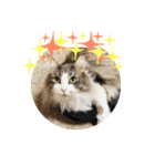ごまま！（個別スタンプ：34）