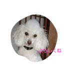 かわいい犬マミ（個別スタンプ：1）