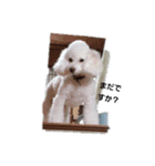 かわいい犬マミ（個別スタンプ：2）