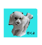 かわいい犬マミ（個別スタンプ：3）