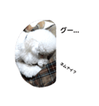かわいい犬マミ（個別スタンプ：4）