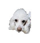 かわいい犬マミ（個別スタンプ：5）