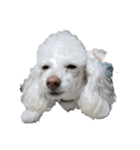 かわいい犬マミ（個別スタンプ：6）