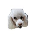 かわいい犬マミ（個別スタンプ：7）